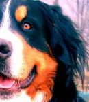 Whisky - Bouvier Bernois Mâle (3 ans)