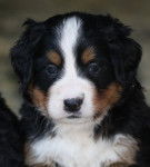 Maya - Bouvier Bernois (4 mois)