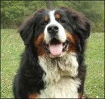 Feu à 1 an - Bouvier Bernois Mâle (1 an)