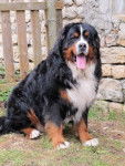 Dinna - Bouvier Bernois (1 an)