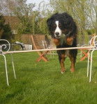 Câline au saut - Bouvier Bernois (5 ans)
