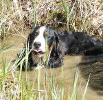 Shadow (bouvier bernois) - Bouvier Bernois Mâle (1 an)