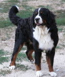 Ezzo - Bouvier Bernois Mâle