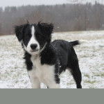 Riley - Bouvier Bernois Mâle (1 an)