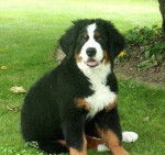 Lila - Bouvier Bernois (7 mois)