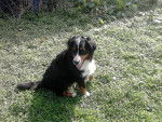 Valentine - Bouvier Bernois (5 ans)