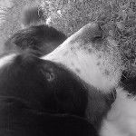 Chouchou - Bouvier Bernois Mâle (6 ans)