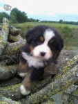 doudou - Bouvier Bernois Mâle (2 mois)