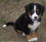 doudou - Bouvier Bernois Mâle (5 mois)