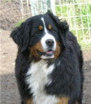 Vénus - Bouvier Bernois (6 ans)