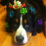 Willow - Bouvier Bernois (2 ans)