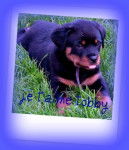 Tobby - Bouvier Bernois Mâle (3 mois)