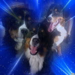 Havana - Bouvier Bernois (1 an)