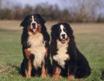Bouvier Bernois - Bouvier Bernois