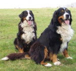 Bouvier Bernois - Bouvier Bernois