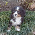 Bouvier Bernois - Bouvier Bernois