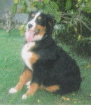 Una - Bouvier Bernois