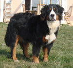 Ceenah 1 an - Bouvier Bernois