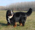 Anghoon 2,5 ans - Bouvier Bernois