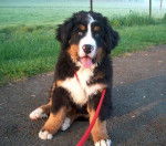 Clovis du Domaine d'Ulane a 3 mois - Bouvier Bernois (3 mois)