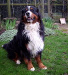 Bengy de Tachen Glaz 2 ans - Bouvier Bernois (2 ans)