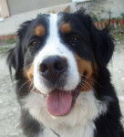 Briska 18 mois - Bouvier Bernois (1 an et demi)