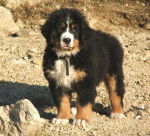 Chamallow Del Huracan Blanco 3 mois - Bouvier Bernois (3 mois)