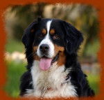 Agathe 2 ans et demi - Bouvier Bernois (2 ans et demi)