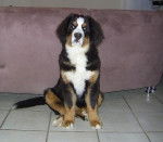 Clovis 5 mois et demi Bouvier Bernois - Bouvier Bernois (5 mois)