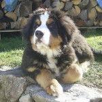 Clovis - Bouvier Bernois