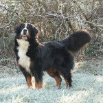 Tequila de la Déesse Arduinna - Bouvier Bernois