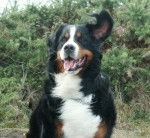 Tequila de la Déesse Arduinna - Bouvier Bernois