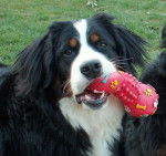 Cbee de la Balade du Briantais 11 mois - Bouvier Bernois (11 mois)