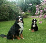 Tequila et Cbee - Bouvier Bernois