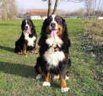 Alpha et Toula de la Déesse Arduinna - Bouvier Bernois