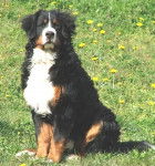 Chamallow del huracan blanco 7 mois et demi - Bouvier Bernois (7 mois)