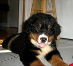 Photo de Bouvier Bernois : Charlie - Bouvier Bernois