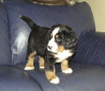 Photo de Bouvier Bernois : chiot - Bouvier Bernois