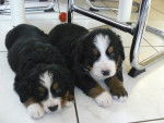 Photo de Bouviers Bernois : chiots - Bouvier Bernois