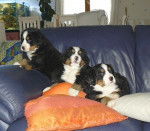 Photo de Bouviers Bernois : 3 frères - Bouvier Bernois