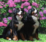 Photos de Bouviers Bernois : Cbee et Tequila - Bouvier Bernois