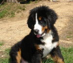 Photo Bouvier Bernois : Hugo van´t Stokerybos - Bouvier Bernois