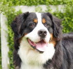 Bouvier Bernois : Coop de la Balade du Briantais - Bouvier Bernois