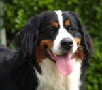 Bouvier Bernois : Chaya de la Balade du Briantais - Bouvier Bernois