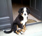 Photo de Bouvier Bernois : Dubai - Bouvier Bernois