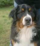 Nemrod - Bouvier Bernois