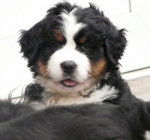 Dana du Domaine d'Ulane - Bouvier Bernois