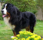 Babylone du Clos de Lou Barrès - Bouvier Bernois