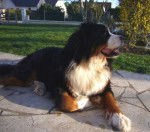 Babylone du Clos de Lou Barrès - Bouvier Bernois