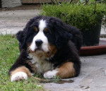 Babylone du Clos de Lou Barrès chiot - Bouvier Bernois